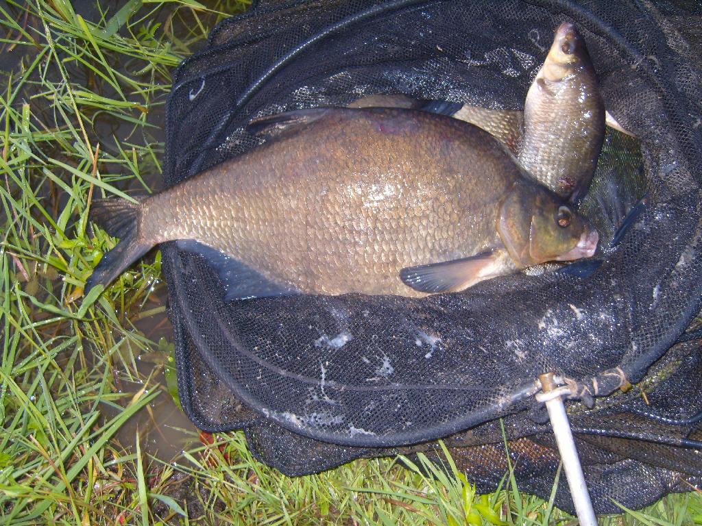 Fresh Beam Fish caught in Lough Oughter, Cavan